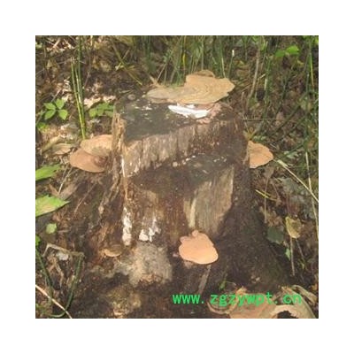 灵芝 野生 平盖灵芝 东北野生真菌 10-30厘米规格