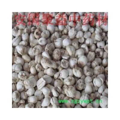 伊贝母 伊贝母中粒货 产地 新疆维吾尔自治区