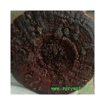 安祁名药灵芝 云南大黑花灵芝