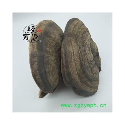 平盖灵芝 树舌灵芝 树舌扁灵芝 老母菌 梨菌 扁芝