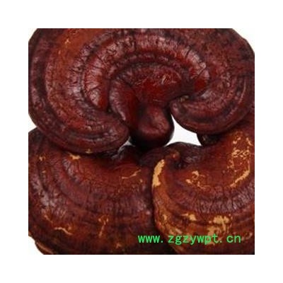 【录建药业】新货灵芝个1000克 产地直销 重在品质 过筛无杂质 味道浓郁 药劲十足  规格齐全 批发零售抓方打粉