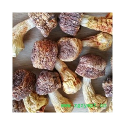 安祁名药食用菌 松茸 姬松茸