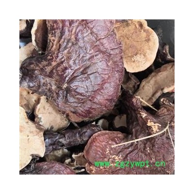 安祁名药灵芝   林下芝