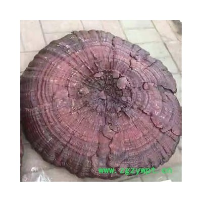 安祁名药正品灵芝摆件 大直径红灵芝