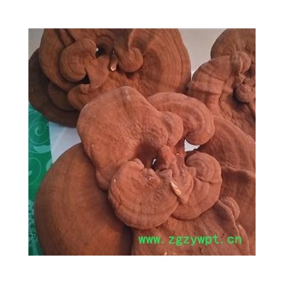 安祁名药正品灵芝 长白山孢子粉灵芝