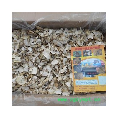 东北白马勃 切片马勃 大秃马勃切片