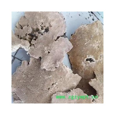 安祁名药中药材灵芝 白耙齿菌 菌灵芝