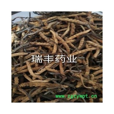 冬虫夏草 统 产地 西藏自治区