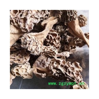 羊肚菌 野生 统货 产地 安徽省