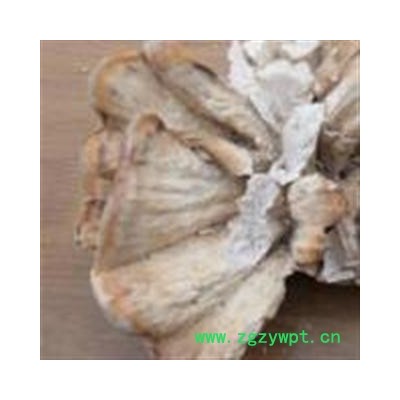 圣草康园中药材灵芝  硫磺菌  多层孔菌
