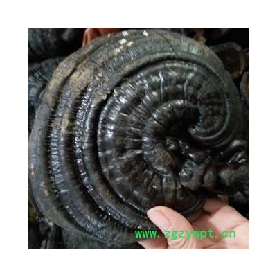 吉康药业灵芝紫灵芝 选 黑灵芝 紫灵芝  实物拍照 保障