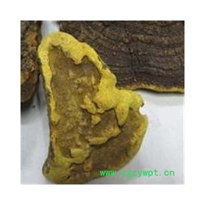 吉康药业 西藏桑树桑黄 桑耳 金边桑黄灵芝