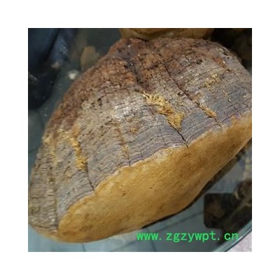 小丽百草行桑黄 东北桑耳 猢狲眼 桑臣 桑黄菇 桑黄菰 梅树菌  树蛇 木灵芝