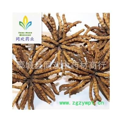 【藏虫草精选3000条冬虫夏草】@【同欢药材】中药材批发供应  规格齐全 量大从优  产地 西藏自治区