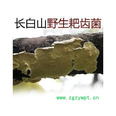芝春堂 长白山野生白耙齿菌，以长在杨树上的为佳品 支持验货