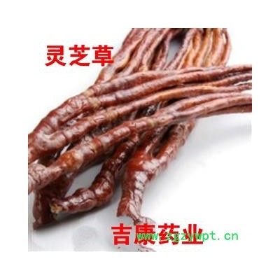 中药材灵芝   灵芝草 统 产地 山东省聊城市冠县