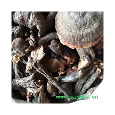 小丽百草行灵芝 灵芝 海南灵芝