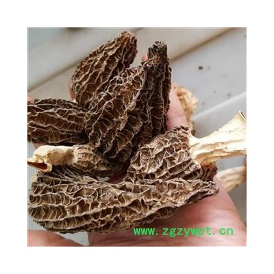 吉康药业羊肚菌 正宗西藏 羊肚菌 大个 去梗