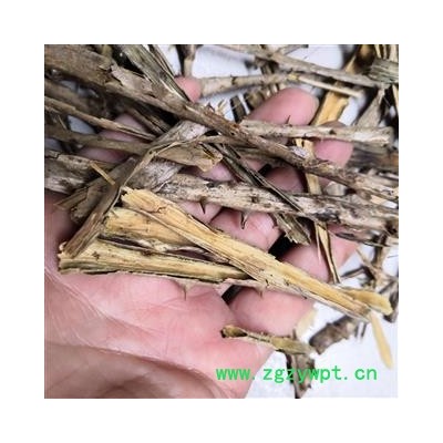 安祁名药鸟不企 鸟不宿