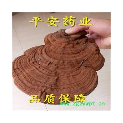 树舌 【品质保证 卓越品质】 产地 黑龙江省 赤色老母菌 白斑腐菌 皂角菌 扁木灵芝 扁芝