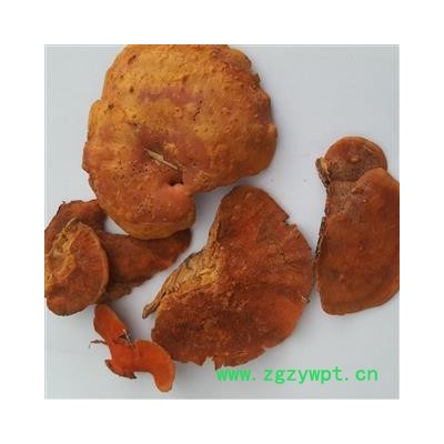 小丽百草行 灵芝菌灵芝牛樟菇 牛樟芝