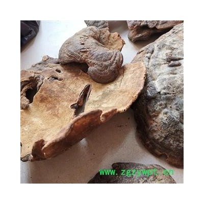 中药材灵芝  粗毛孔菌