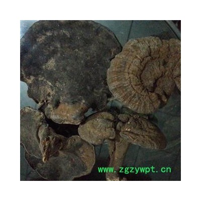 吉康药业 皱盖假灵芝 有柄假芝 血芝 血灵芝 雪灵芝