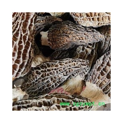 羊肚菌 选装羊肚菌 产地 西藏自治区昌都地区