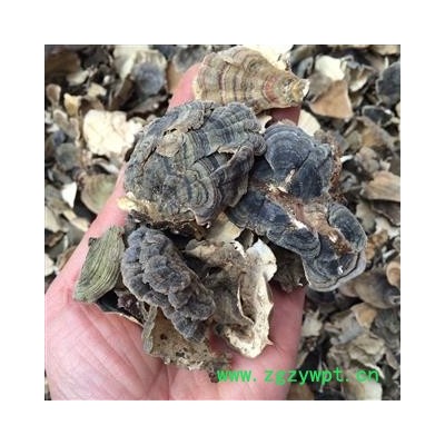 广西壮乡中草药 野生 云芝 小云芝 产地 广西柳州柳江县