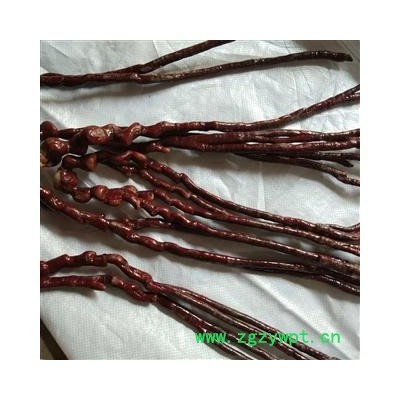 灵芝草 灵芝草 产地 山东省