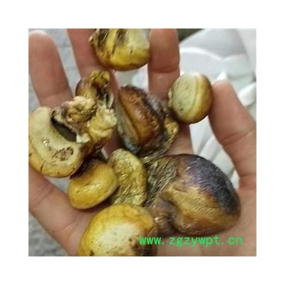 小丽百草行 徽琼果惠琼灵芝 辉琼果 徽穷果 灰琼果 新货无硫辉琼果