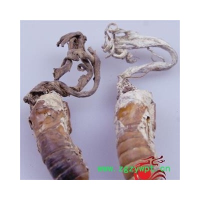 蝉花 统货 产地 安徽省安庆市 金蝉花 凯捷中药