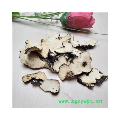 猪苓 一般选货 产地 甘肃省