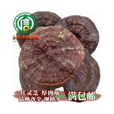 【满包邮】红灵芝厚肉质个子统货散装吉林产地直供赤灵芝沁信源中药批发
