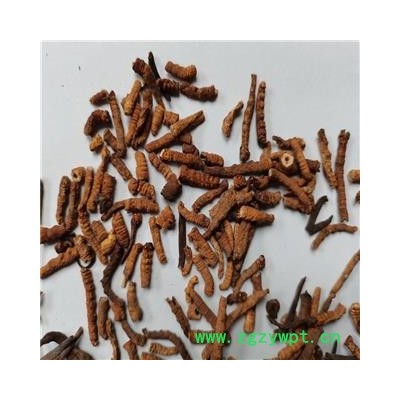 冬虫夏草 断草统 产地 西藏自治区阿里地区革吉县