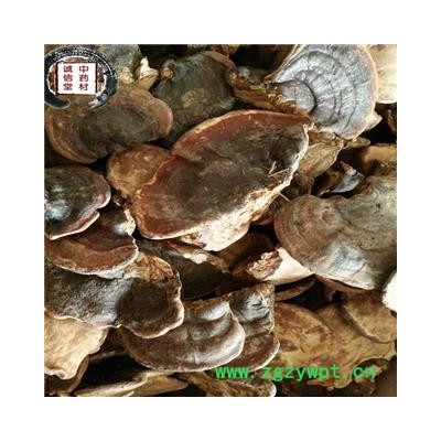 灵芝 无柄赤灵芝 赤灵芝 德誉堂药业批发各种中药材