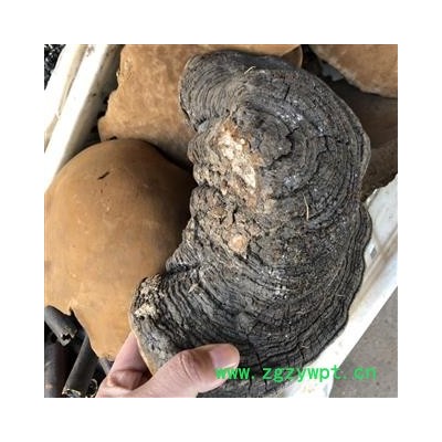 桑黄 桑黄选货大个 产地 黑龙江省 买好药找娟子