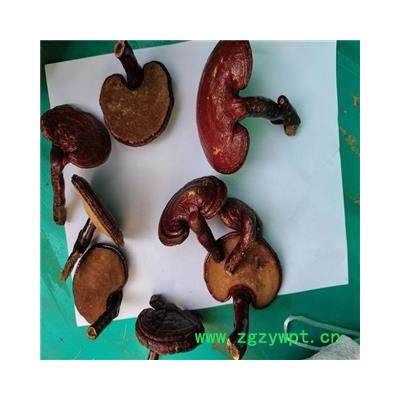 灵芝 统个 产地 山东省枣庄市