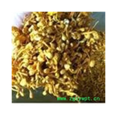 虫草花大孢子头 北虫草花 蛹虫草 金虫草 批发各种中药材