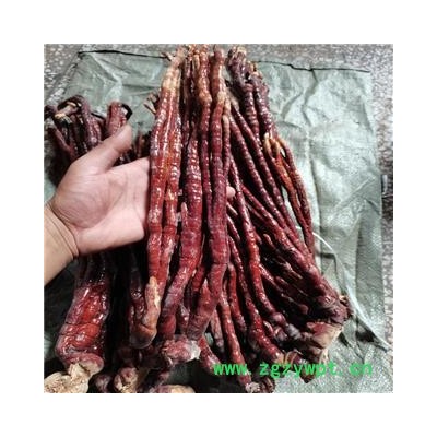 灵芝草 统 产地 山东省淄博市