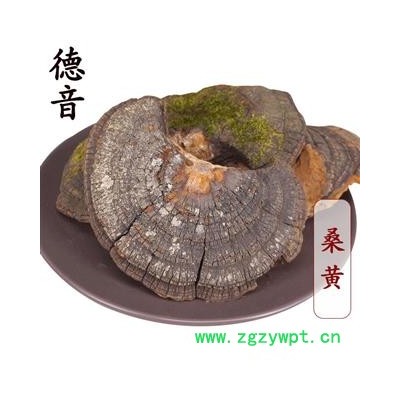【满包邮】桑黄 统 别名桑上寄生、胡孙眼、桑黄菇、针层孔菌、梅树菌