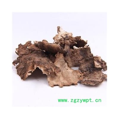 茯苓皮 统 产地 安徽省 产地直销 重在质量