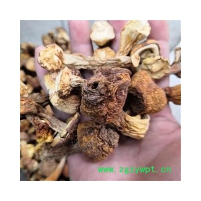 新辉药业优质   松茸姬松茸
