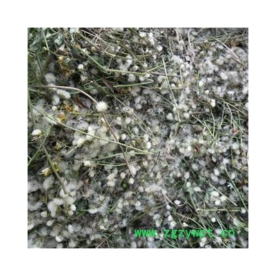 千里光 统货 产地 四川省成都市双流县 库存 1000公斤可售