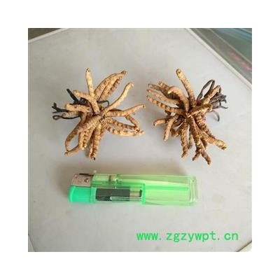 冬虫夏草 冬虫草 青海虫草精选4400条
