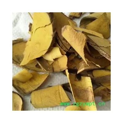 安祁名药 正品功劳木  十大功劳木