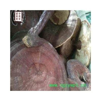 灵芝 云南赤灵芝  德誉堂药业批发各种中药材