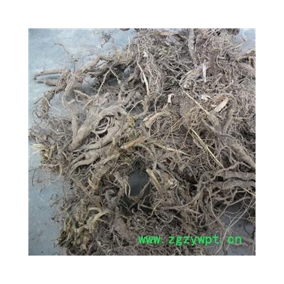 石菖蒲 统 产地 四川省成都市双流县