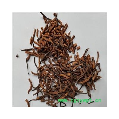 冬虫夏草 小断草统