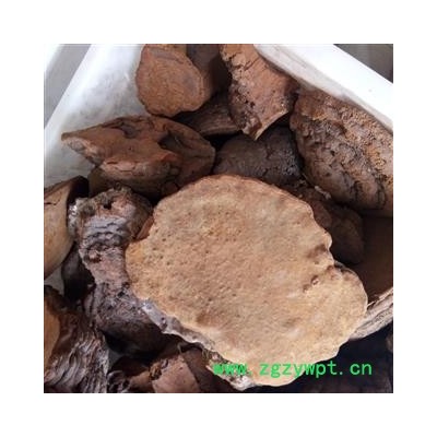 桑黄 桑黄中个 产地 黑龙江省